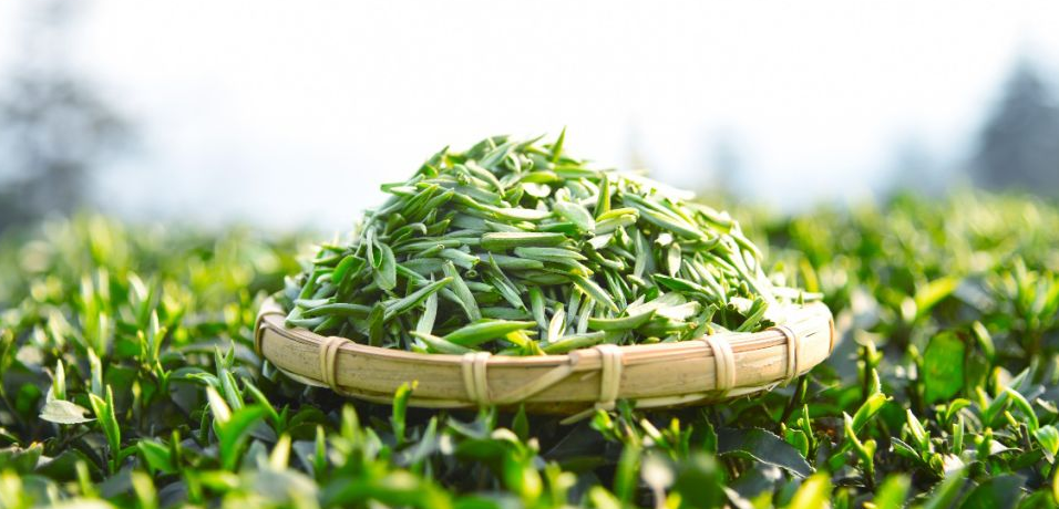 春天里的一口鲜爽——泰山绿茶